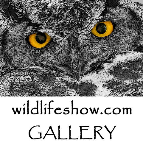 gallery-logo.jpg